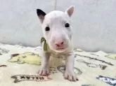 ミニチュアブルテリア【愛知県・女の子・2025年9月25日・ホワイトブラック】の写真2