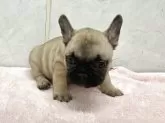 フレンチブルドッグ【愛知県・女の子・2025年9月19日・フォン】の写真2