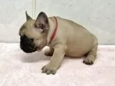 フレンチブルドッグ【愛知県・女の子・2025年9月19日・フォン】の写真4