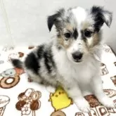 シェットランドシープドッグ【愛知県・女の子・2025年5月30日・ブルーマール】の写真4