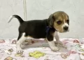 ビーグル【愛知県・女の子・2025年10月17日・ブラックタンホワイト】の写真5