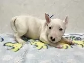 ミニチュアブルテリア【愛知県・男の子・2025年9月25日・ホワイト】の写真6