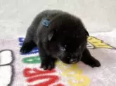 甲斐犬【愛知県・男の子・2025年3月28日・黒虎】の写真6