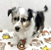 シェットランドシープドッグ【愛知県・女の子・2025年5月30日・ブルーマール】の写真2