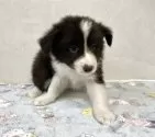 ボーダーコリー【愛知県・女の子・2025年4月3日・ブラックホワイト】の写真4
