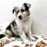 シェットランドシープドッグ【愛知県・女の子・2025年5月30日・ブルーマール】の写真3