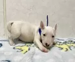 ミニチュアブルテリア【愛知県・男の子・2025年9月25日・ホワイト】の写真8
