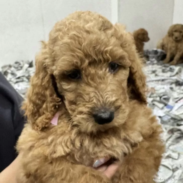 ID:2405-02659の子犬