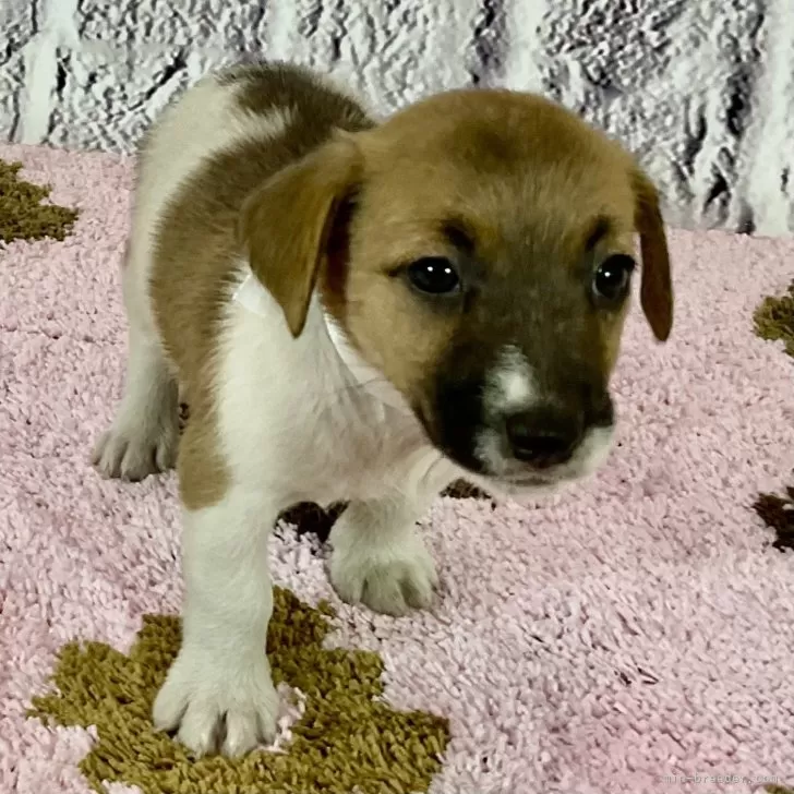 ID：2408-08407の子犬