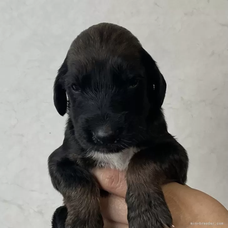 ID：2406-06447の子犬