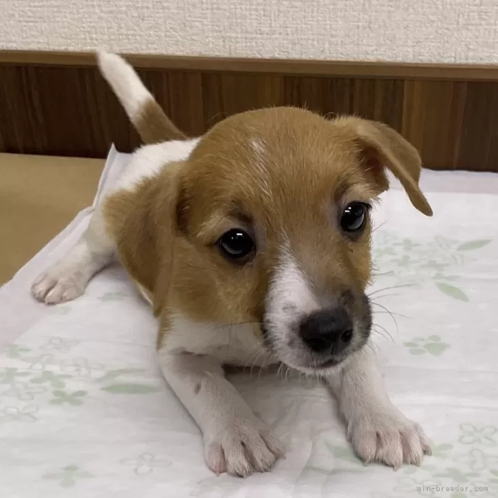 ID：2401-03630の子犬