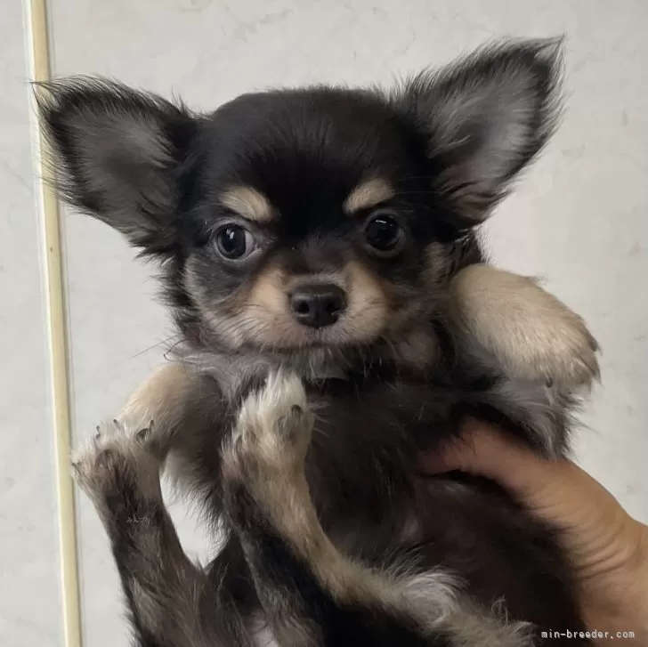 ID:2406-02776の子犬
