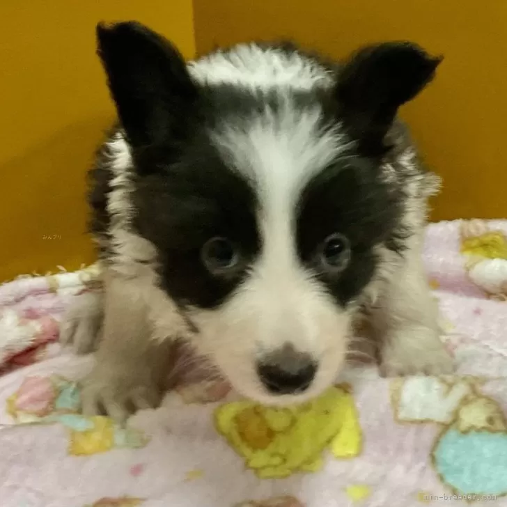 ID:2409-05460の子犬