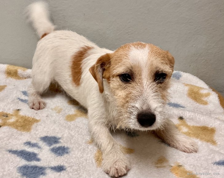 ジャックラッセルテリア【・男の子・2023年1月13日・タンホワイト】