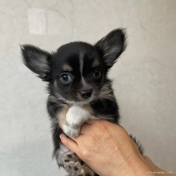 ID:2406-02773の子犬
