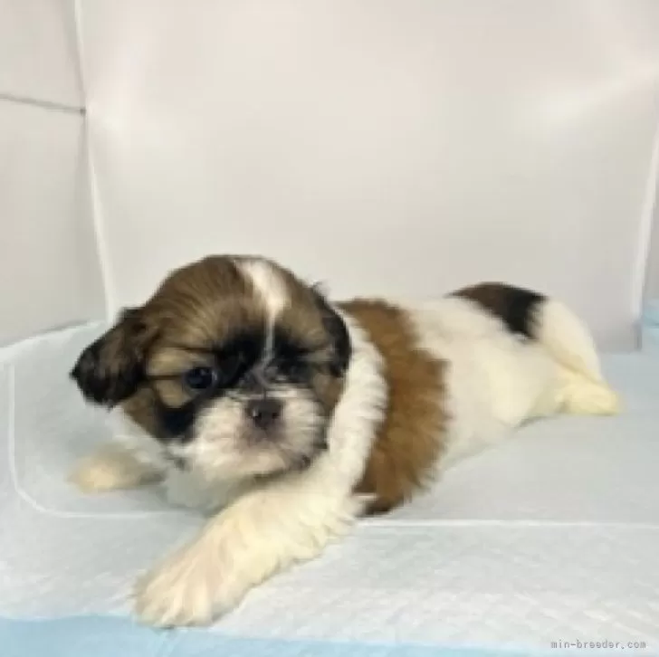 ID:2401-00862の子犬
