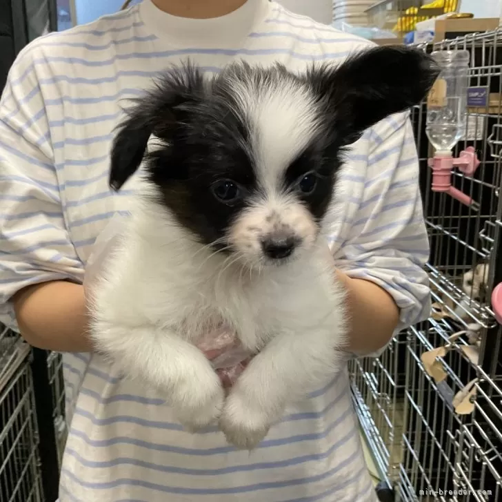 ID：2404-04042の子犬