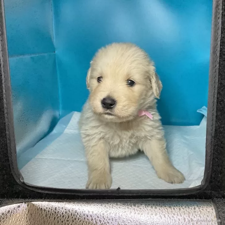 ID：2402-00374の子犬