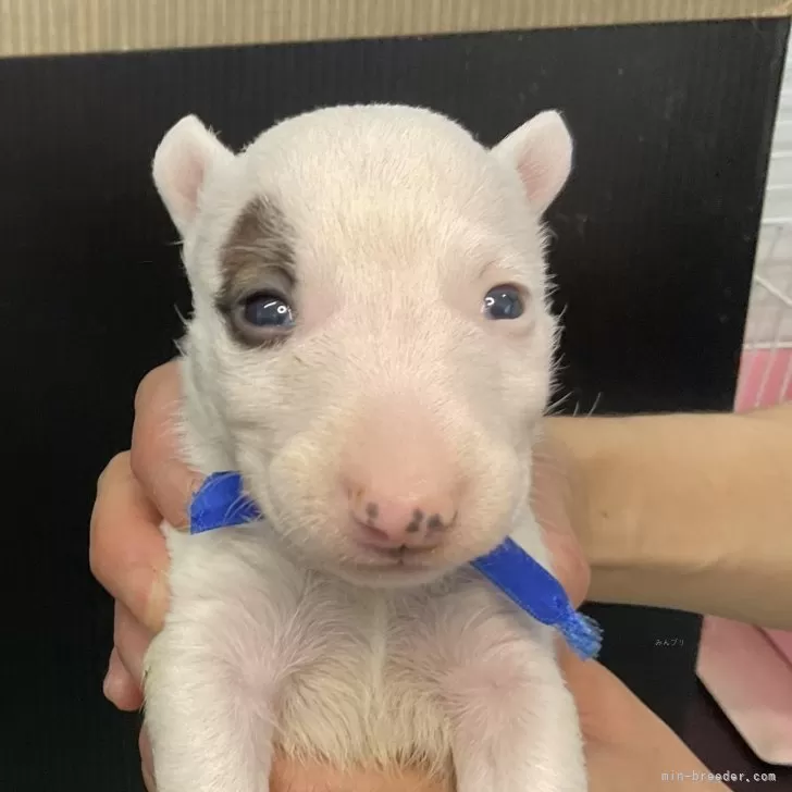 ID:2405-01962の子犬