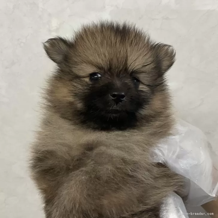 ID：2407-05647の子犬