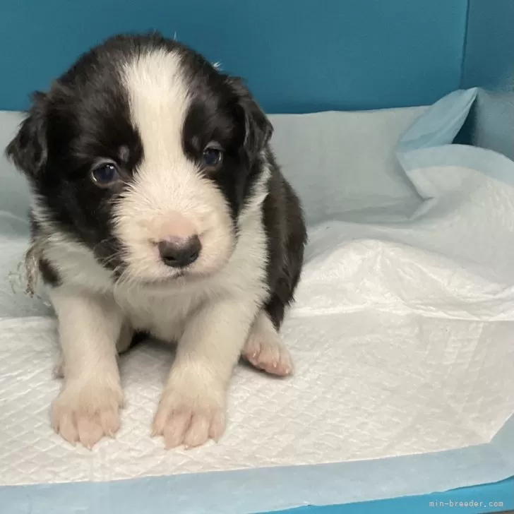 ID：2405-01941の子犬