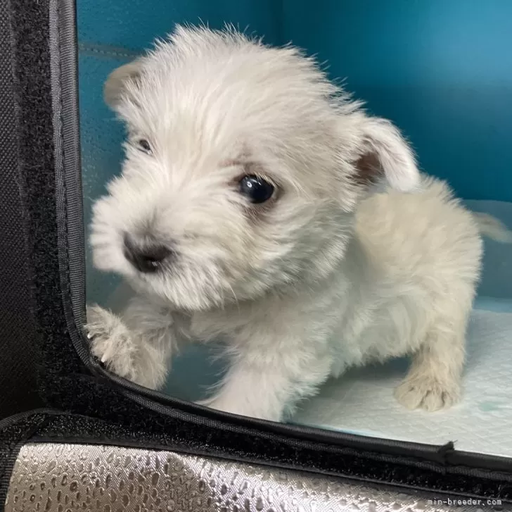 ID：2401-05504の子犬
