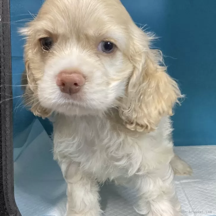 ID：2408-00401の子犬
