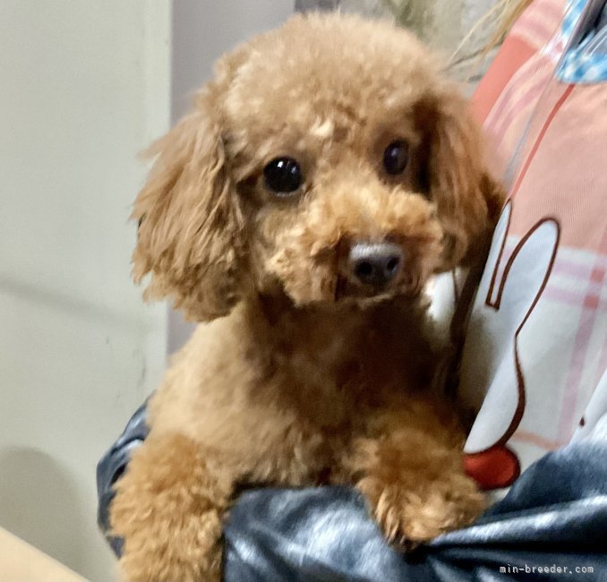 トイプードル【・男の子・2022年1月26日・レッド】「少しシャイな子です。」