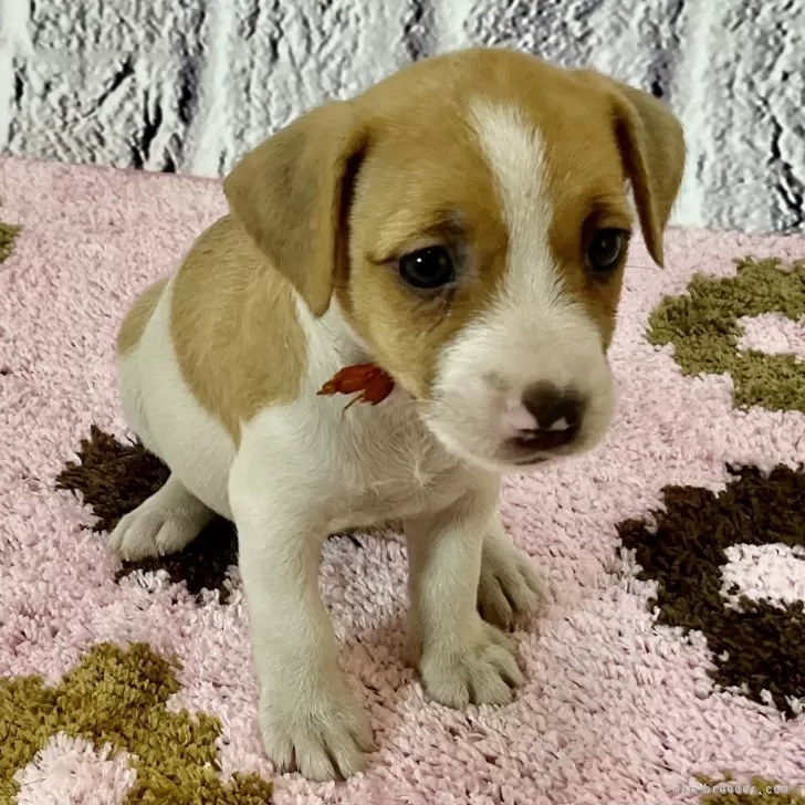 ID：2408-08399の子犬