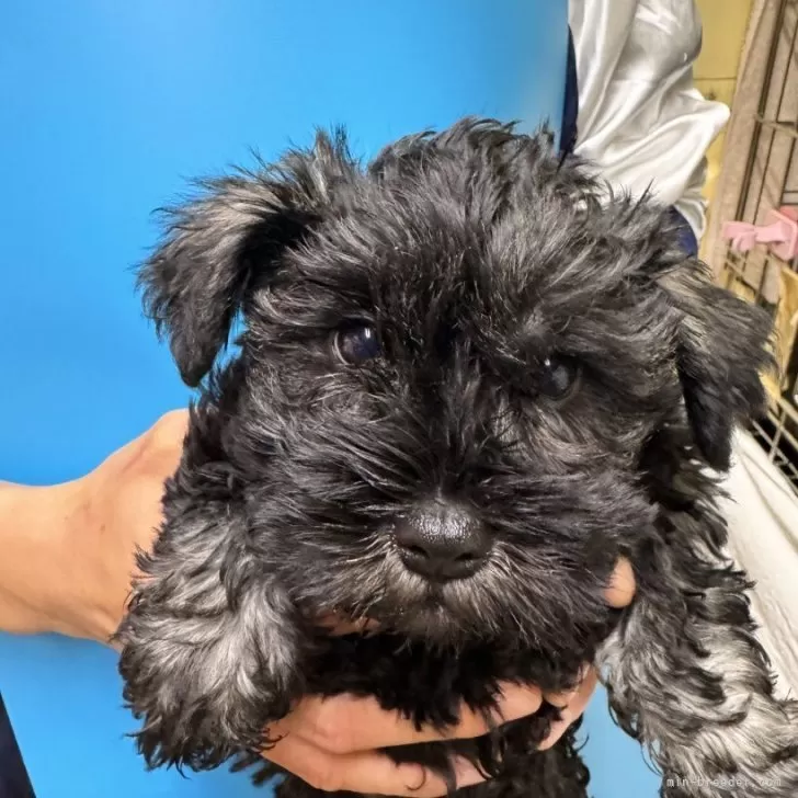 ID:2401-06800の子犬