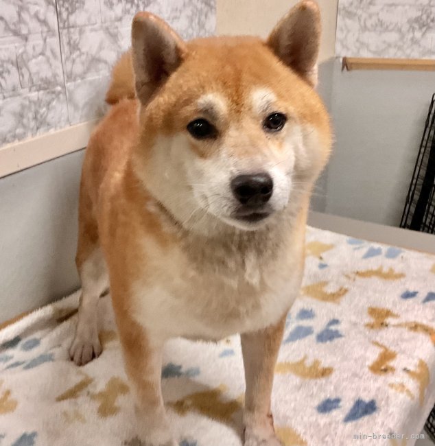 柴犬【・男の子・2021年6月20日・赤】
