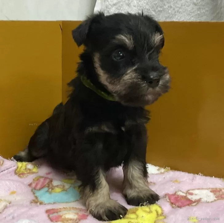 ID：2410-06945の子犬