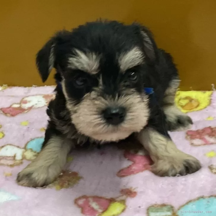 ID:2410-06940の子犬