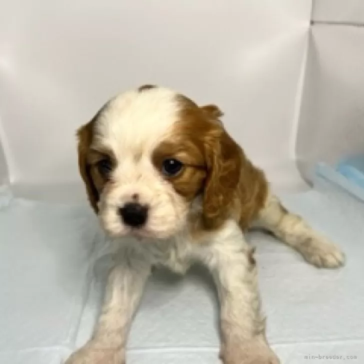 ID：2401-00852の子犬