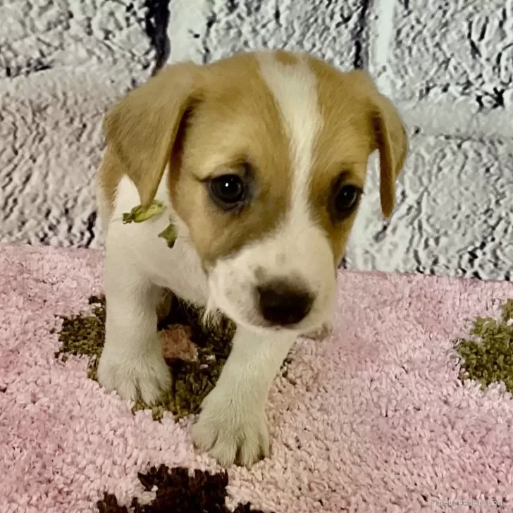 ID：2408-08400の子犬