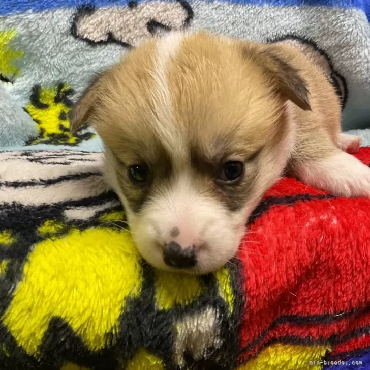 ID：2402-06031の子犬