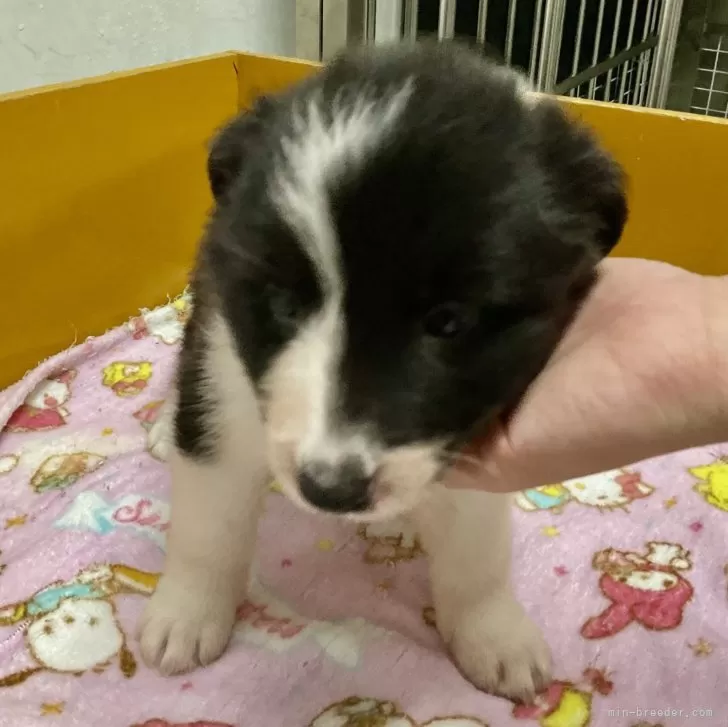 ID：2409-05463の子犬