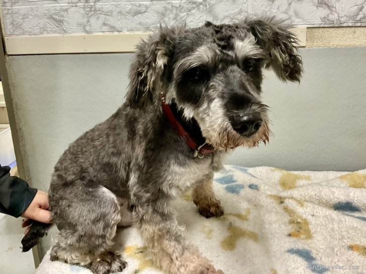 ミニチュアシュナウザー【・男の子・2021年11月28日・ソルトペッパー】