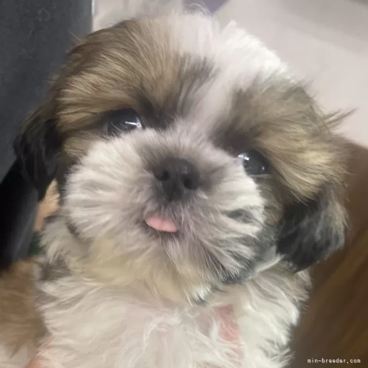 ID：2402-02228の子犬