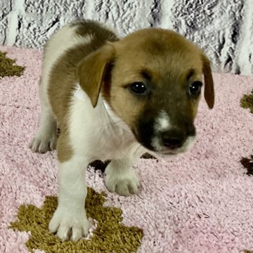 ジャックラッセルテリア【愛知県・女の子・2024年7月20日・タンホワイト】の写真「小ぶりな可愛い子です。」