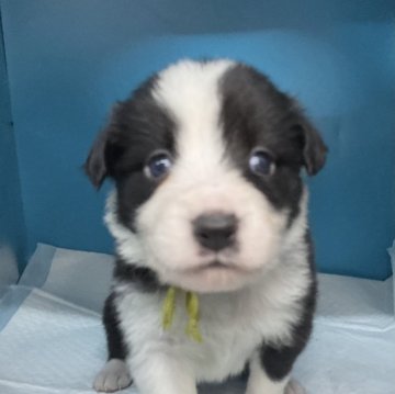 ボーダーコリー【愛知県・男の子・2024年4月11日・ブラック ホワイト】の写真「可愛い子です。」