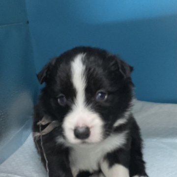 ボーダーコリー【愛知県・男の子・2024年4月11日・ブラック ホワイト】の写真「可愛い子です。」