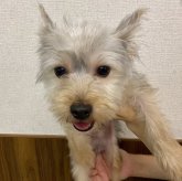 ヨークシャーテリア