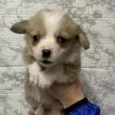 ウェルシュ・コーギー・ペンブローク【愛知県・男の子・2024年1月20日・レッド ホワイト】の写真1「3/12撮影」