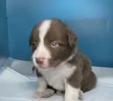 ボーダーコリー【愛知県・男の子・2024年4月11日・チョコレート ホワイト】の写真2