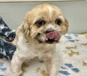 シーズー【・男の子・2021年3月7日・ゴールドホワイト】