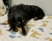 ミニチュアダックスフンド(ロング)【・男の子・2022年6月12日・ブラックタン】