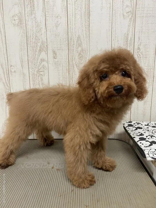 ID:2111-01144の子犬