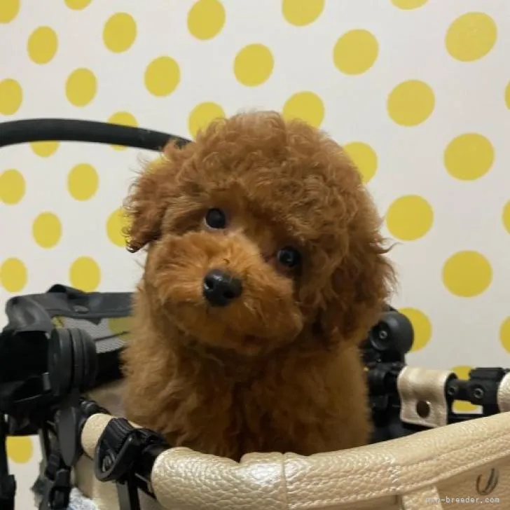 ID:2212-00117の子犬