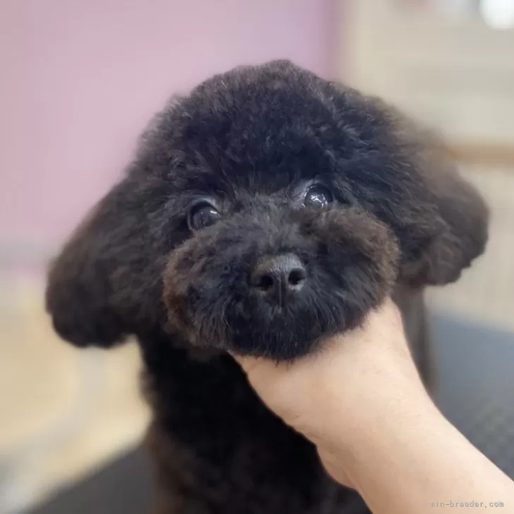 ID：2312-04804の子犬